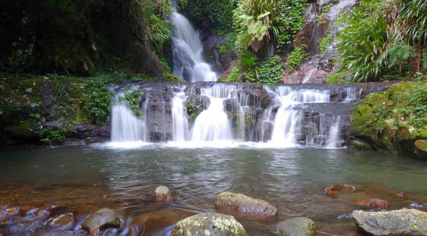 Box Forest Circuit Lamington National Park Scenic Rim