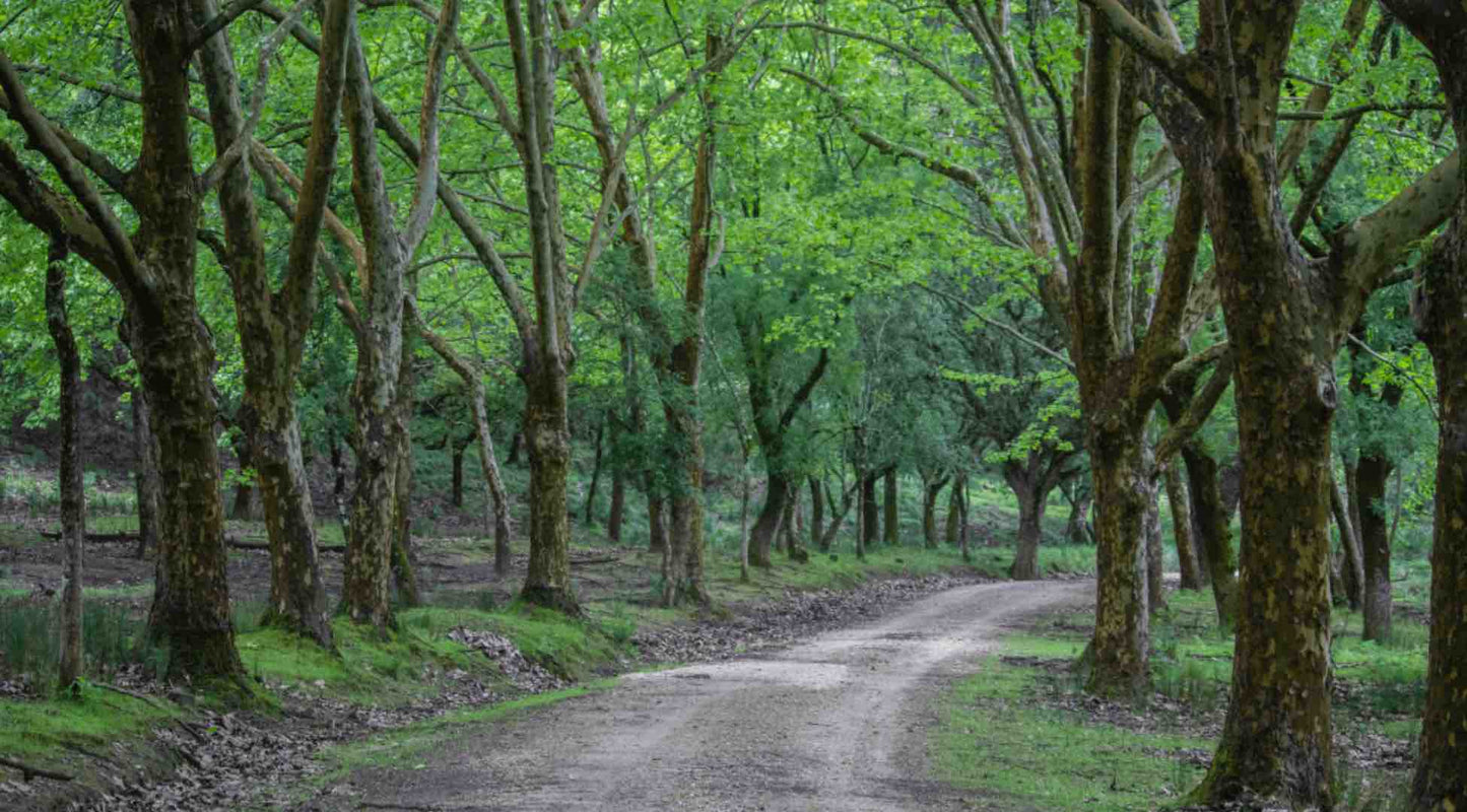 Tapada de Mafra PR1 Cork Forest Wildlife Trail