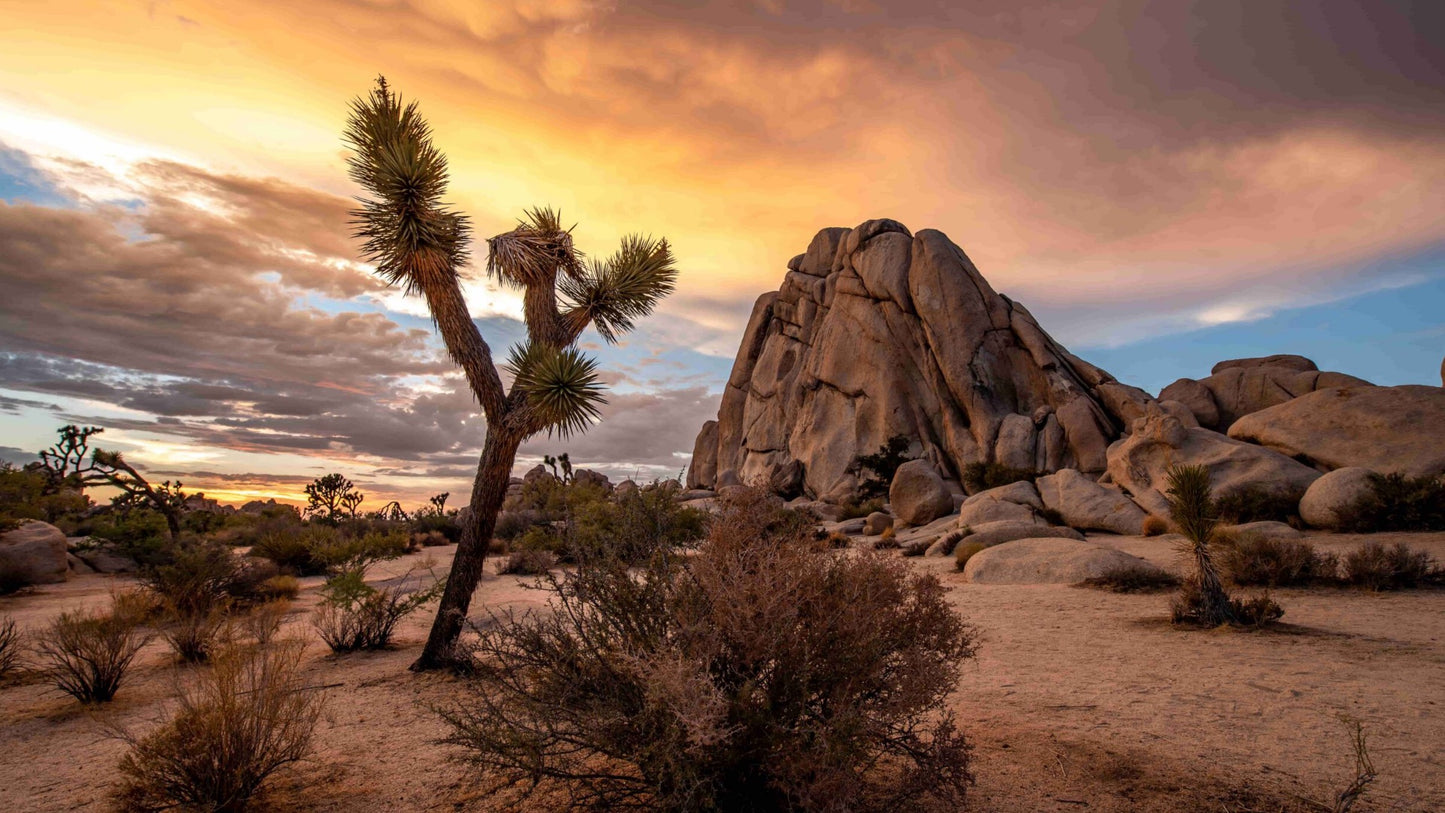 Joshua Tree Park Day Trip
