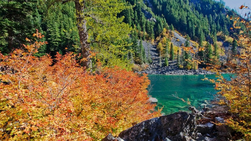 Explore Lindeman Lake Fall Colours