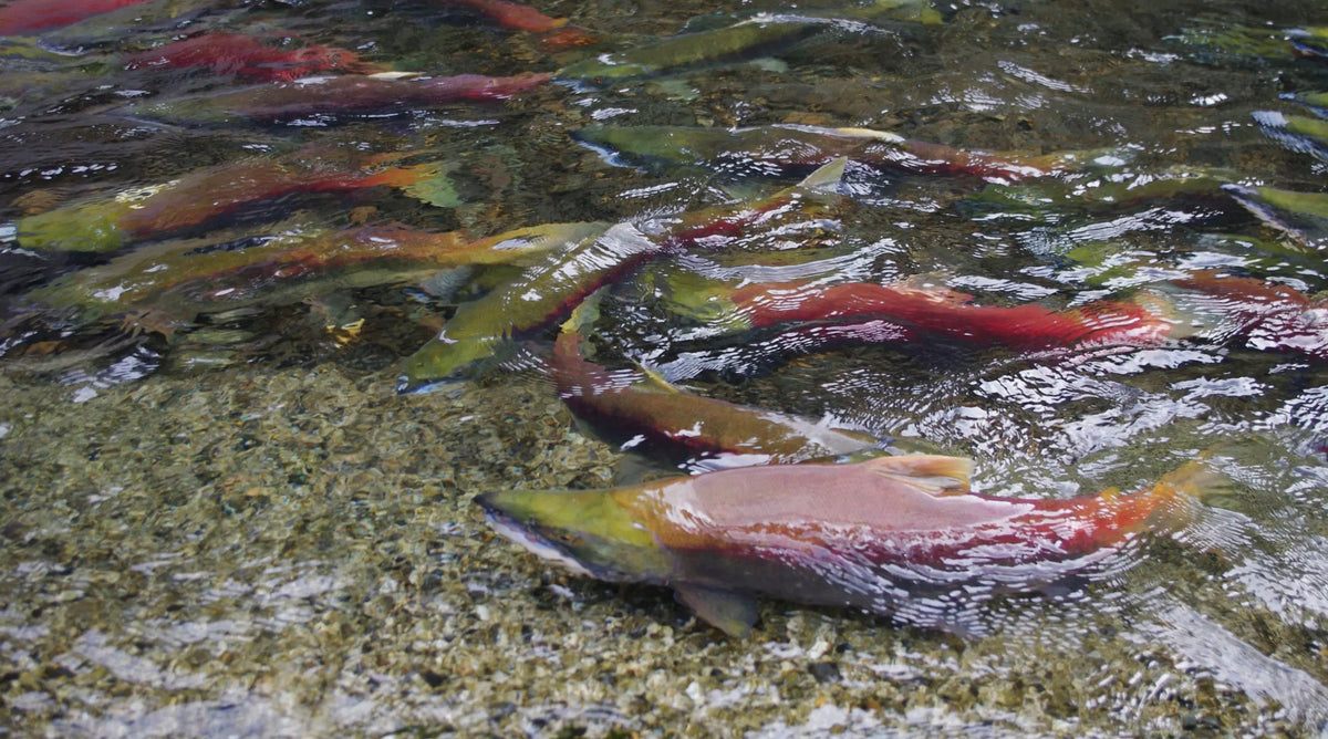 Watch The Salmon Run Weaver Creek Spawning Channel