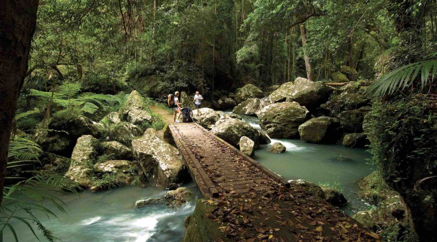 Kondalilla Falls Circuit Sunshine Coast Hinterland