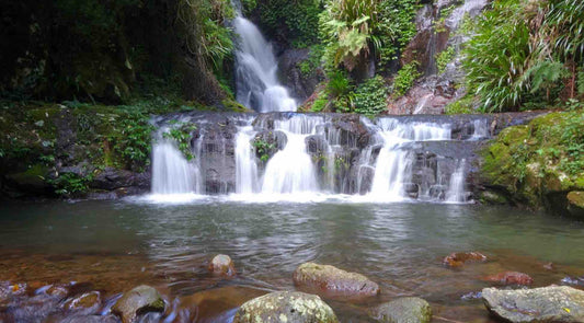 Box Forest Circuit Lamington National Park Scenic Rim