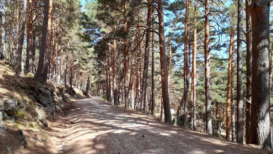 Canencia Pine Forest Mountain Views