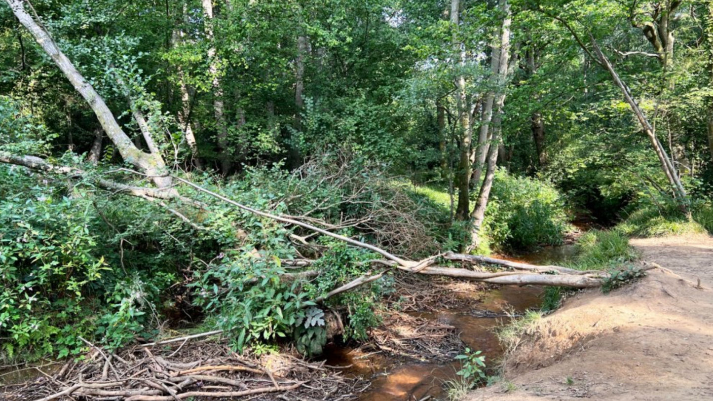 Ashdown Forest Pooh Bridge Circular East Sussex