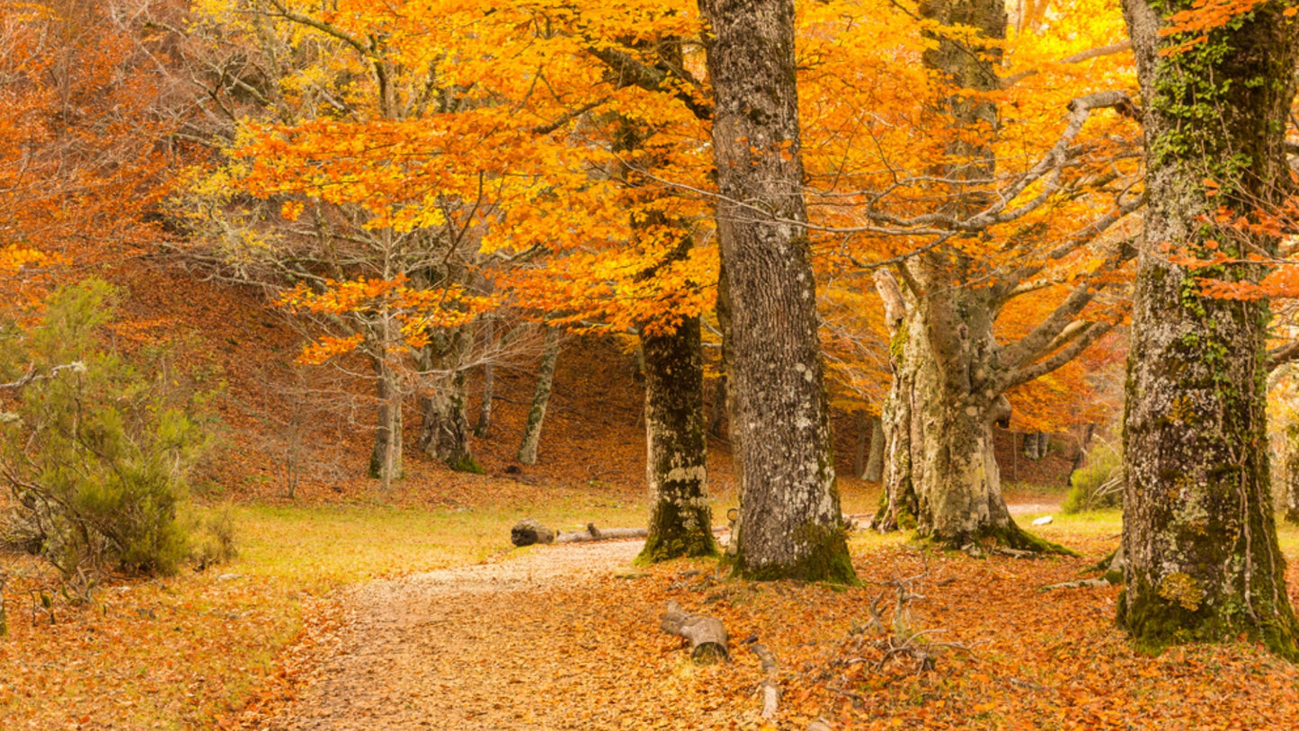 Hayedo de Montejo Enchanted Beech Forest