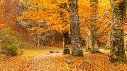 Hayedo de Montejo Enchanted Beech Forest